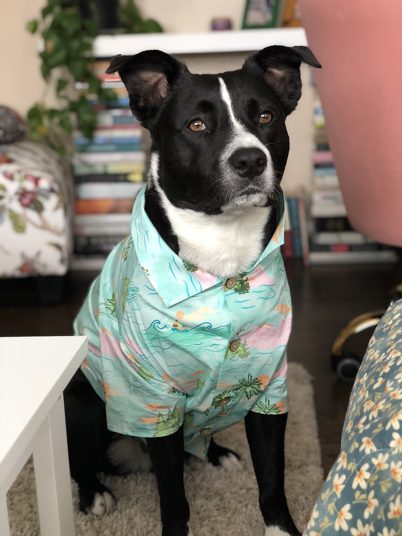 Hobbes in a Hawaiian shirt
