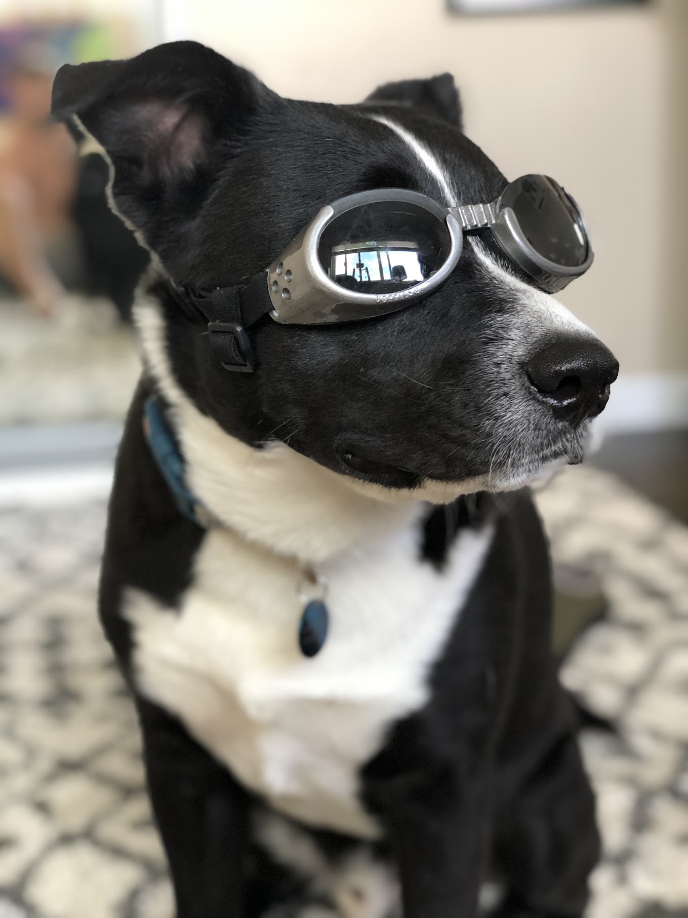 Hobbes in Doggles