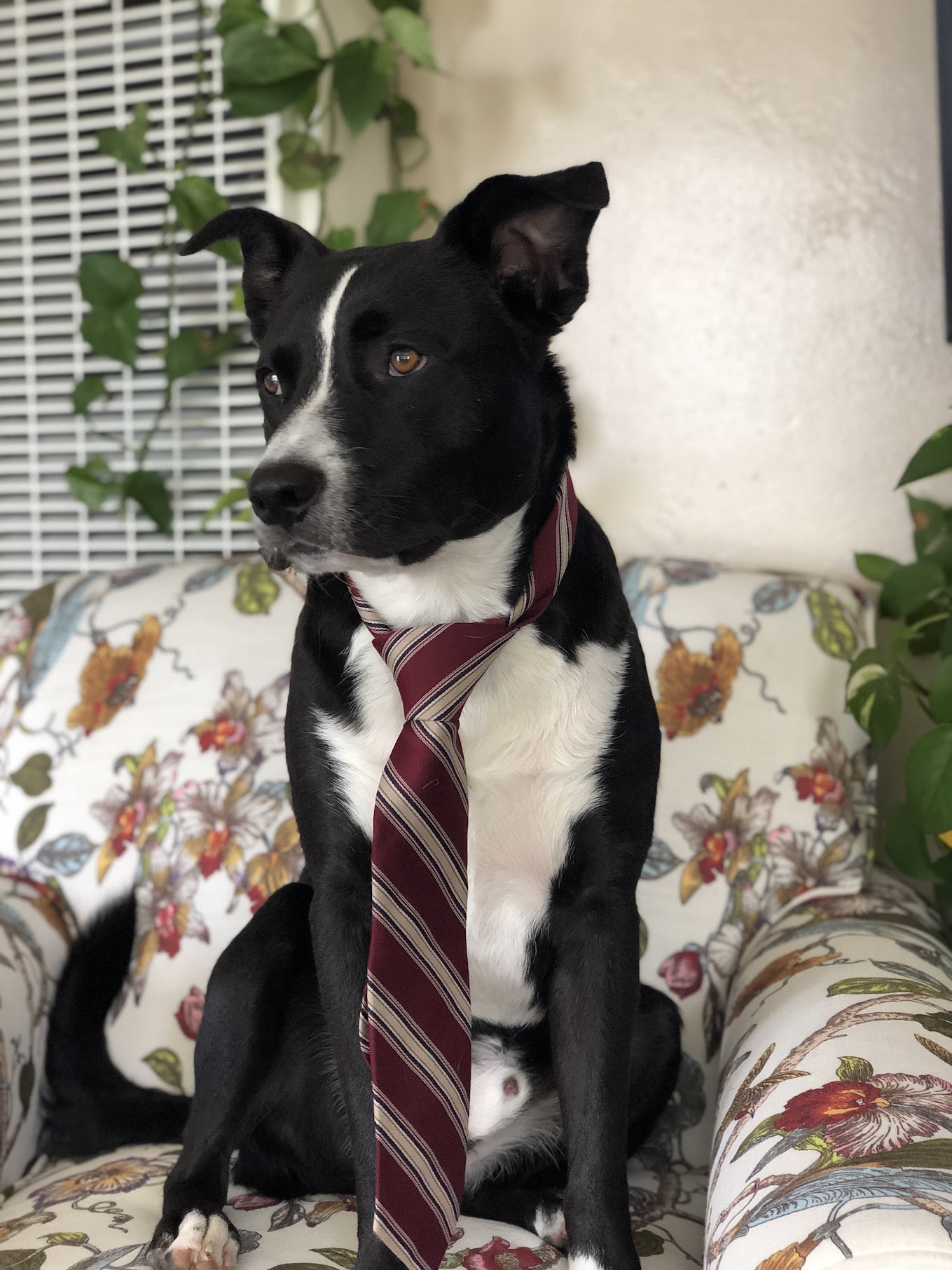 Hobbes wearing a tie
